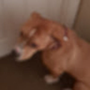 Meet your Posher, Shannon